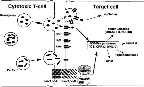 [PDF] Killing Mechanisms of Cytotoxic T Lymphocytes. | Semantic Scholar