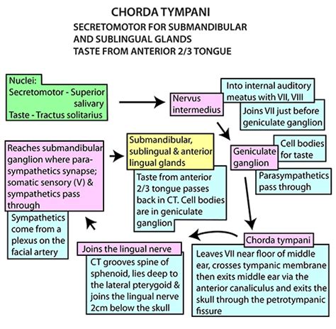 Instant Anatomy - Head and Neck - Nerves - Autonomic - Chorda tympani