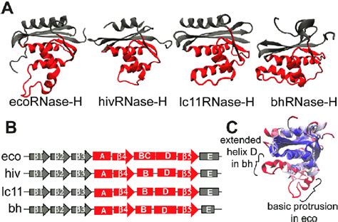 Structural Features Of The Rnase H Proteins A Structures Of The Download Scientific Diagram