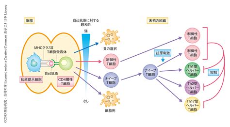 核内受容体であるnr4aファミリーは胸腺における制御性t細胞への分化および免疫恒常性の維持において必須の役割を担う ライフサイエンス 新着