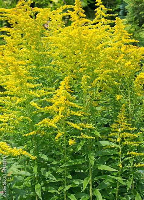 Gewöhnliche Goldrute Solidago virgaurea L Stock Foto Adobe Stock