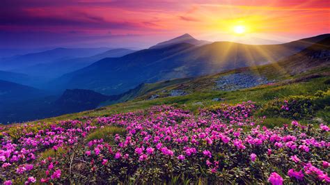 Wallpaper Sunrise Mountains Flowers Grass Dawn X Uhd K