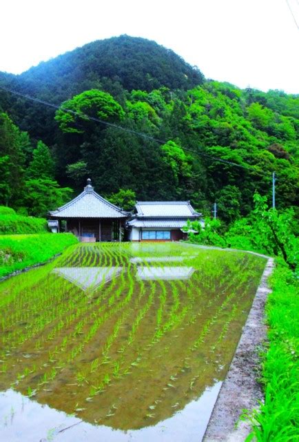 高野山麓 橋本新聞 なんと藪手毬やぶてまり満開♡橋本・杉尾の山里～柿畑は摘蕾てきらい作業、水田は初夏の風に早苗そよぐ