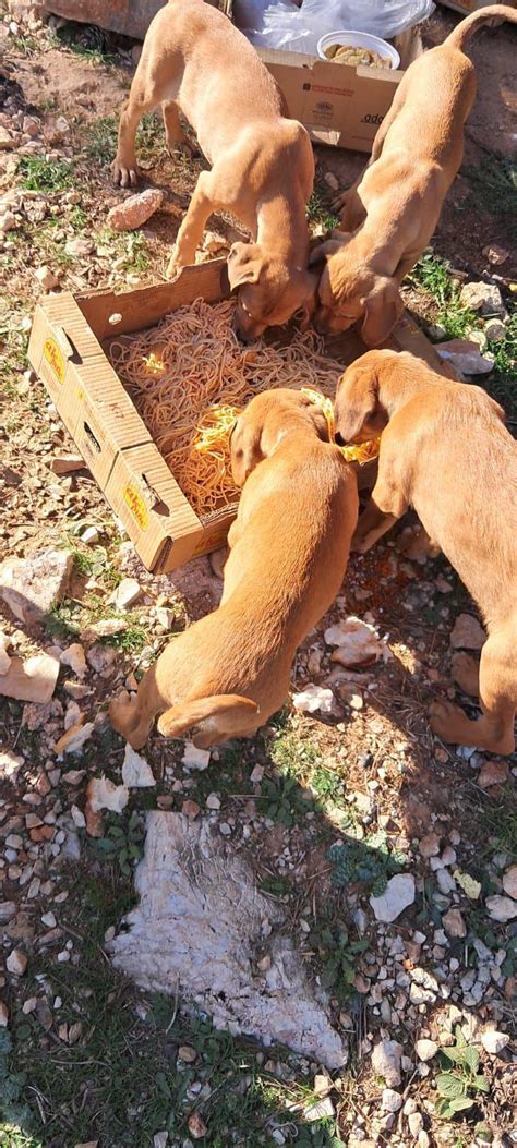 Antalya da 4 yavru köpeğin kulak ve kuyruklarını kestiler Güncel