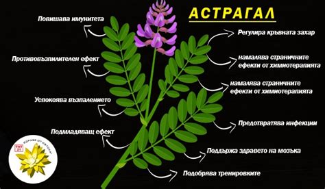 Астрагал - ТНТ 21 ЗДРАВЕ ОТ ИЗТОКА