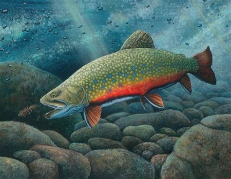 Brook Trout Painting At PaintingValley Explore Collection Of