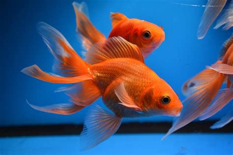 Fantail Goldfish Carassius Auratus Auratus