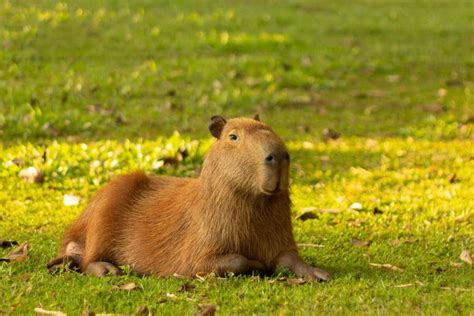 Conhe A As Caracter Sticas Da Capivara E Veja Curiosidades Sobre Ela