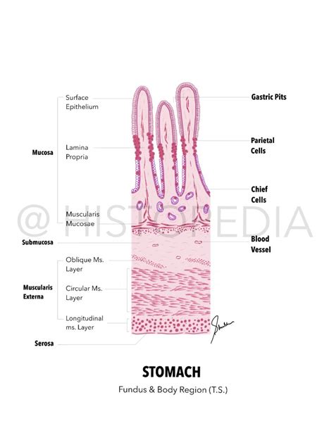 Stomach Histology Diagram Histology Slides Stomach Diagram Tissue Biology