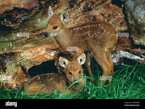 Chinese water deer fawns hi-res stock photography and images - Alamy