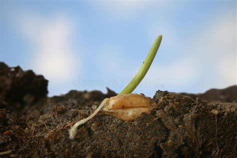 Wheat grain. Wheat seedling in closeup with sky , #Ad, #grain, #Wheat ...