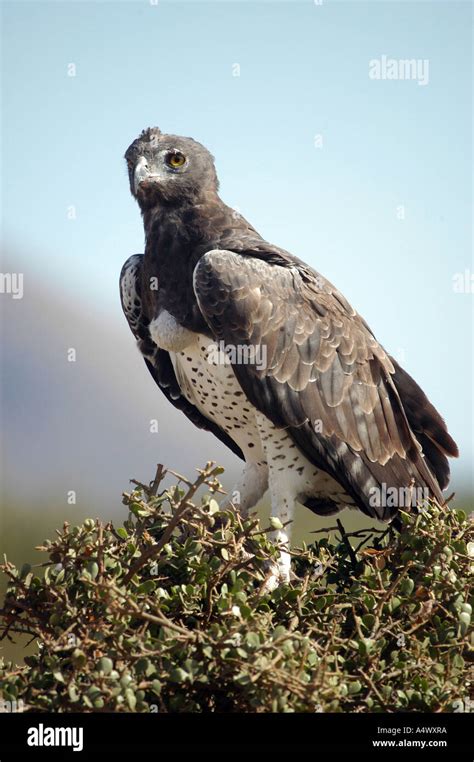 The Largest Of The African Eagles The Martial Eagle In The Tsavo West