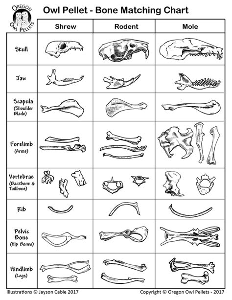 Free Owl Pellet Dissection Guide Owl Pellet Dissection Chart