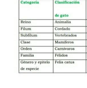 categorías taxonómicas del gato Brainly lat