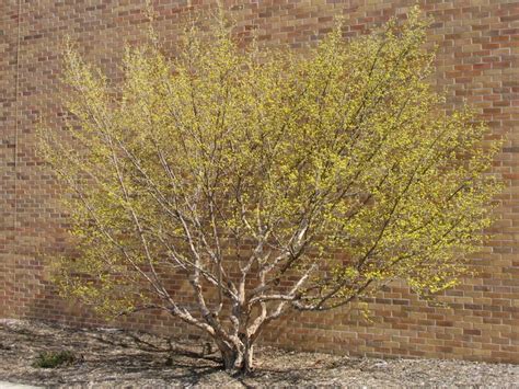 Cornelian Cherry Dogwood | Faller Landscape