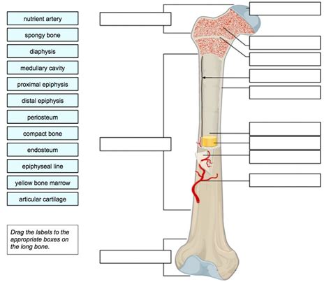 Bone Anatomy Worksheets Printable Worksheets