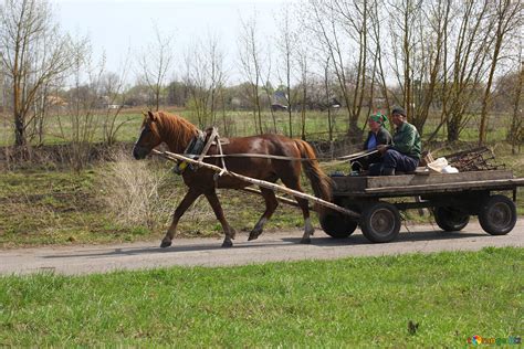 Horse pulling wagon free image - № 56040