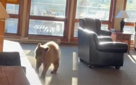 Stati Uniti Un Orso Irrompe Nella Hall Di Un Hotel VIDEO