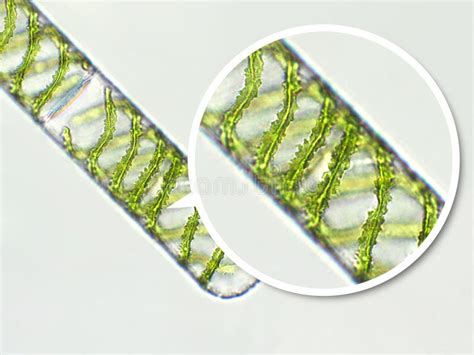 Spirogyra Sp Algues Vertes Sous Vue Microscopique X Chlorophyta