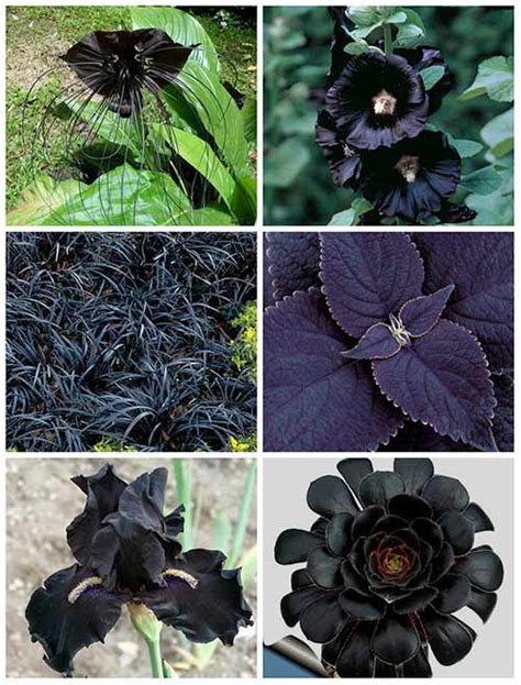 15 Best Black Flowers To Add Depth And Drama To Your Garden Mental Scoop