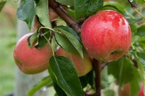 Nomen Apfel Rubinette Malus Bild Kaufen 12179690