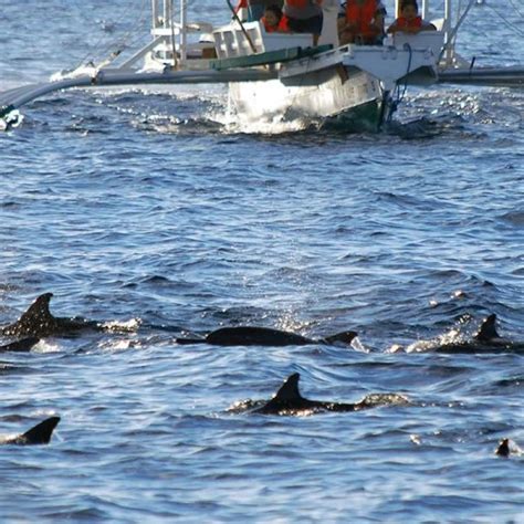 Dolphin And Whale Watching Tour In Pamilacan Island With Balicasag