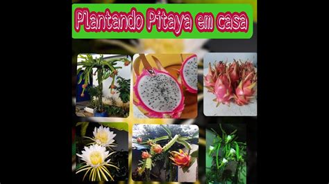 Plantando Pitaya Em Casa Youtube