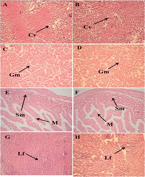 Representative Photomicrographs Of A Liver Group I B Liver Download Scientific Diagram