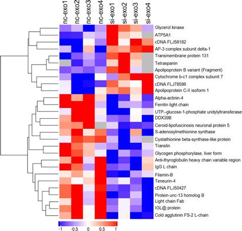 Proteomics analysis. Comparison of the proteins in nc-exo and si-exo ... 