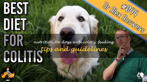 Nutrition For Dogs With Colitis Feeding Tips And Guidelines Petshun