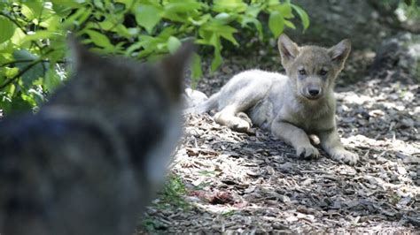 Pas encore né le Centre d étude du loup à La Chaux de Fonds est déjà