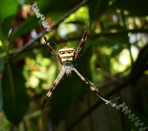 Asisbiz Saint Andrews Cross Spider Marcus Beach Sunshine Coast Qld