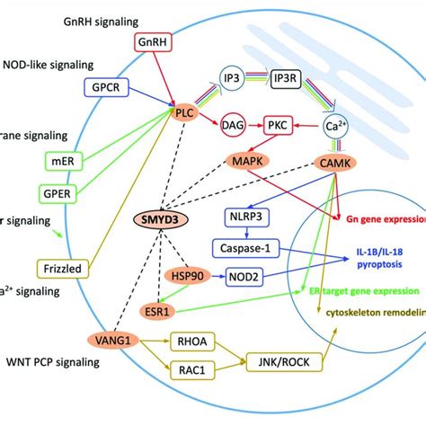 Enriched Kegg Signaling Pathways Smyd3 Interacting Proteins Are