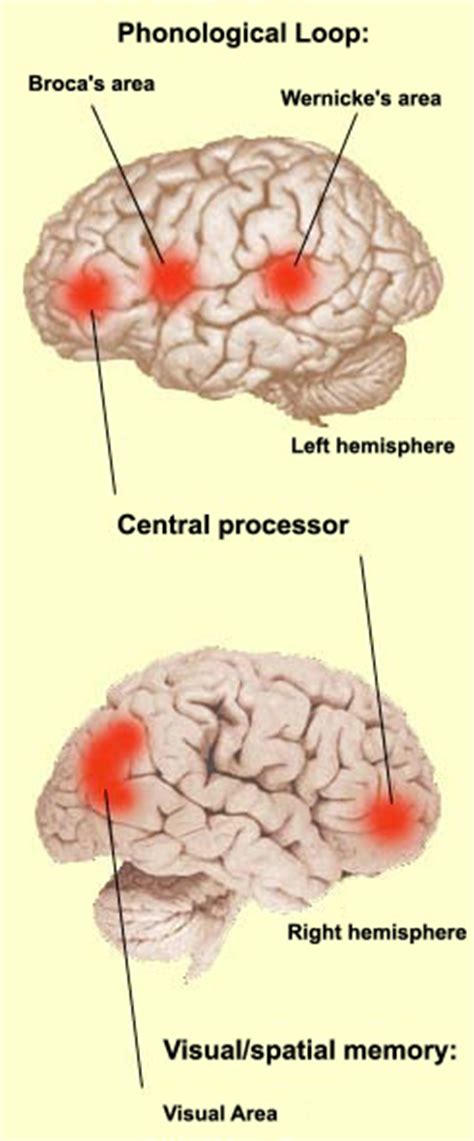 Human Brain Parts Memory