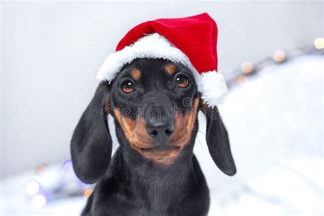 Christmas Dachshund Stock Photo Image Of Celebration 11774194