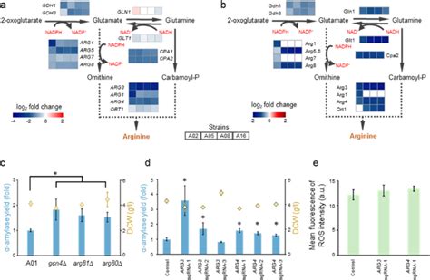 Repression Of Arginine Biosynthesis Improves Protein Production A Fold