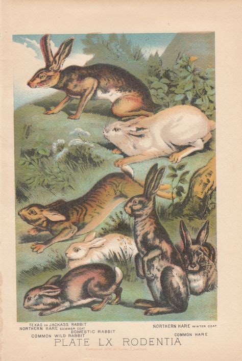 100 Vintage Rabbits Ideas Vintage Rabbit Beautiful Rabbit Rabbit Art