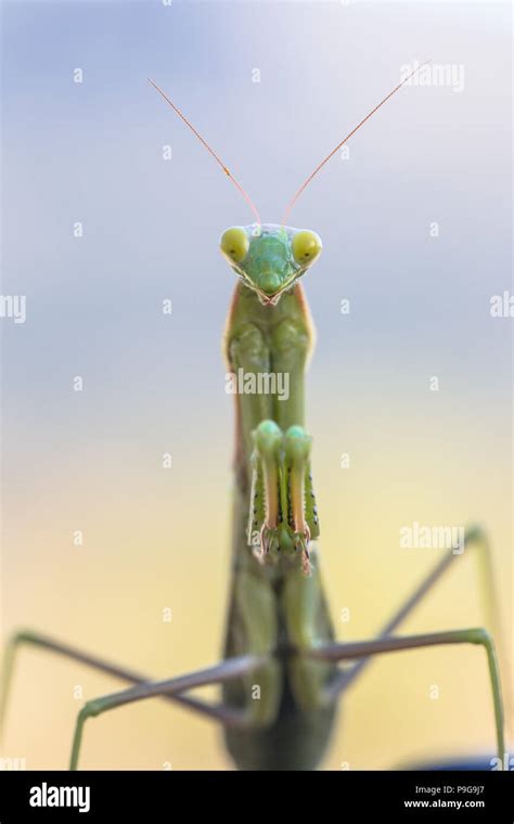 European praying mantis (Mantis religiosa) front view Stock Photo - Alamy