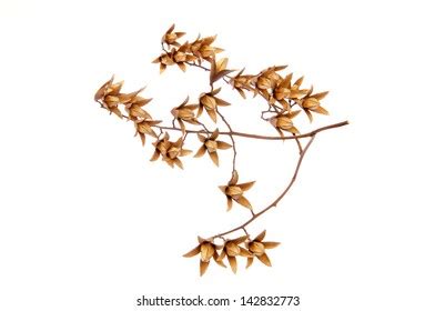 Roots Root Modules Legume Plant Stock Photo Shutterstock