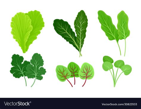 Green Leafy Vegetables With Lettuce And Sorrel Vector Image