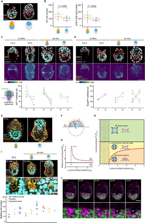 Spatiotemporal Transcriptomic Maps Of Whole Mouse Embryos 57 Off