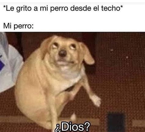 Cuando le grito a mi perro Memes Memes divertidos Memes cómicos