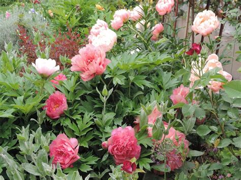 Божур (Paeonia) - Page 179 - Форум HobbyKafe.com