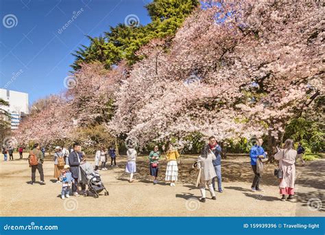 Cherry Blossom in Shinjuku Gyoen Park, Tokyo, Japan Editorial Photo ...