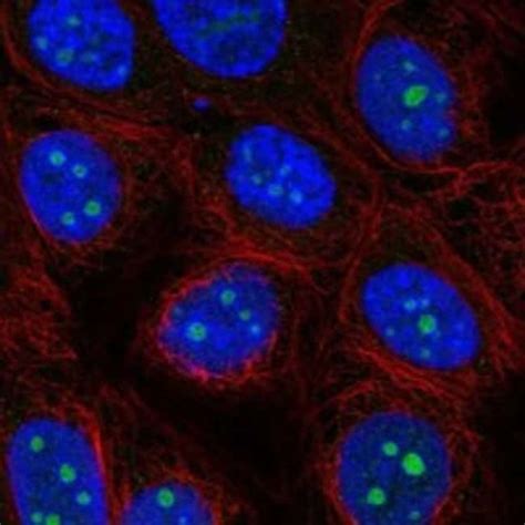 Odf3l2 Polyclonal Antibody Invitrogen™ 100 μl Unconjugated Ver