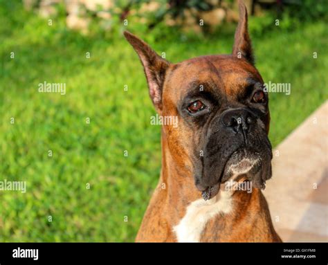 Boxer dog cropped ears hi-res stock photography and images - Alamy