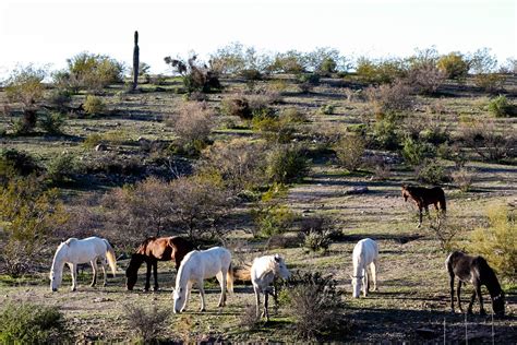 Horses Herd Desert - Free photo on Pixabay - Pixabay