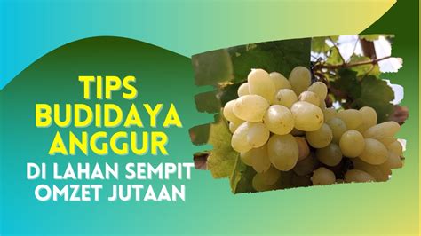 Tips Budidaya Anggur Di Lahan Sempit Beromzet Jutaan Rupiah Youtube