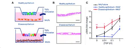 Next Generation Co Culture Assays Of Epithelial Fibroblast Crosstalk