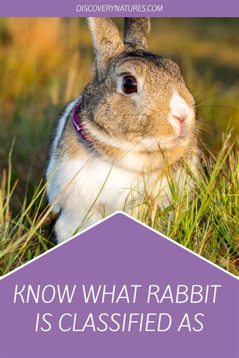 How To Tell A Male Rabbit From A Female Rabbit Identifying The Sex Of Your Pet Rabbits Artofit